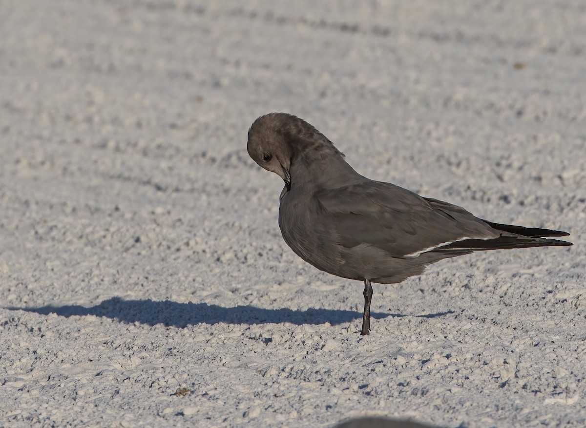 Gray Gull - ML646847971