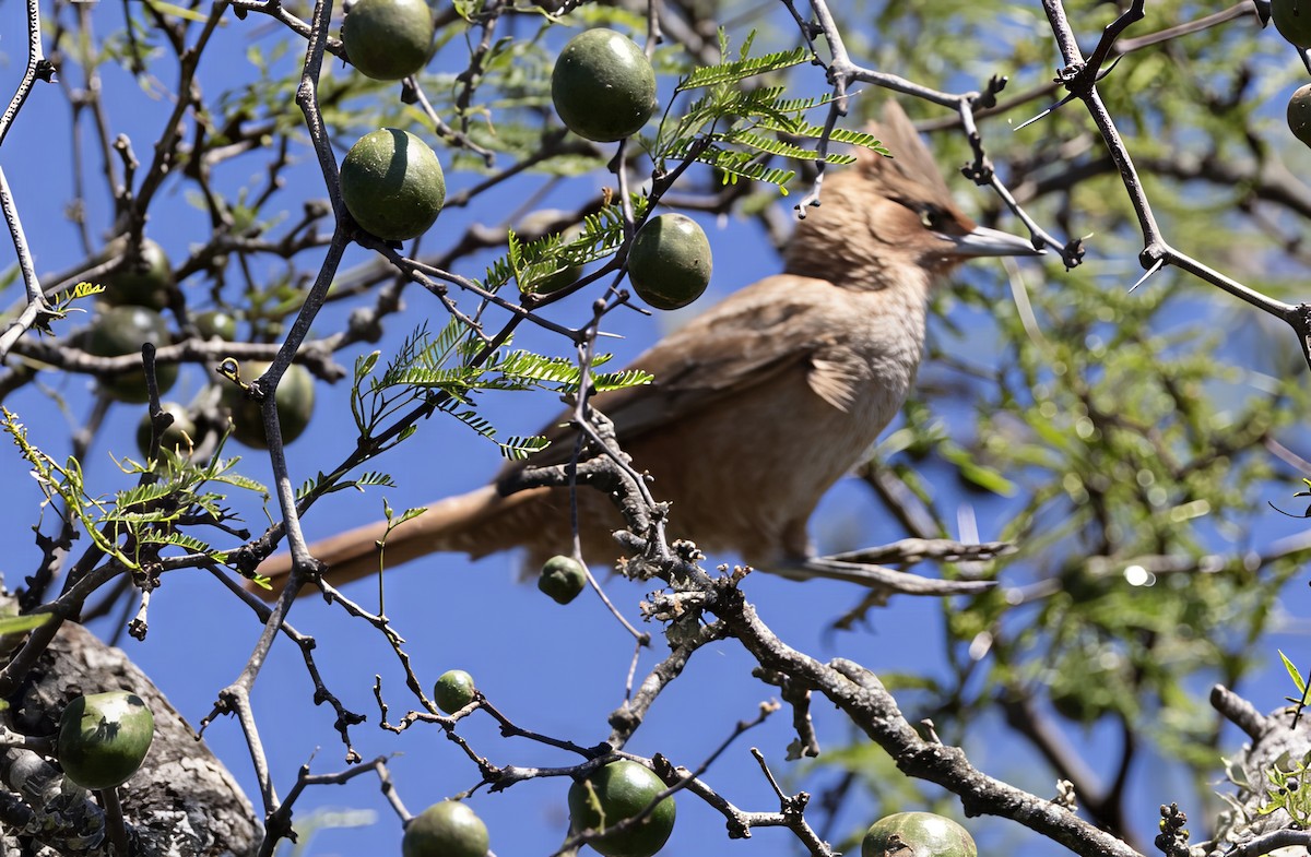 Brown Cacholote - ML646847972