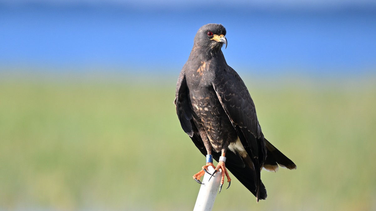 Snail Kite - ML646847975