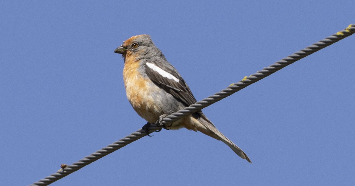 bylinorubec bělopásý - ML646847976