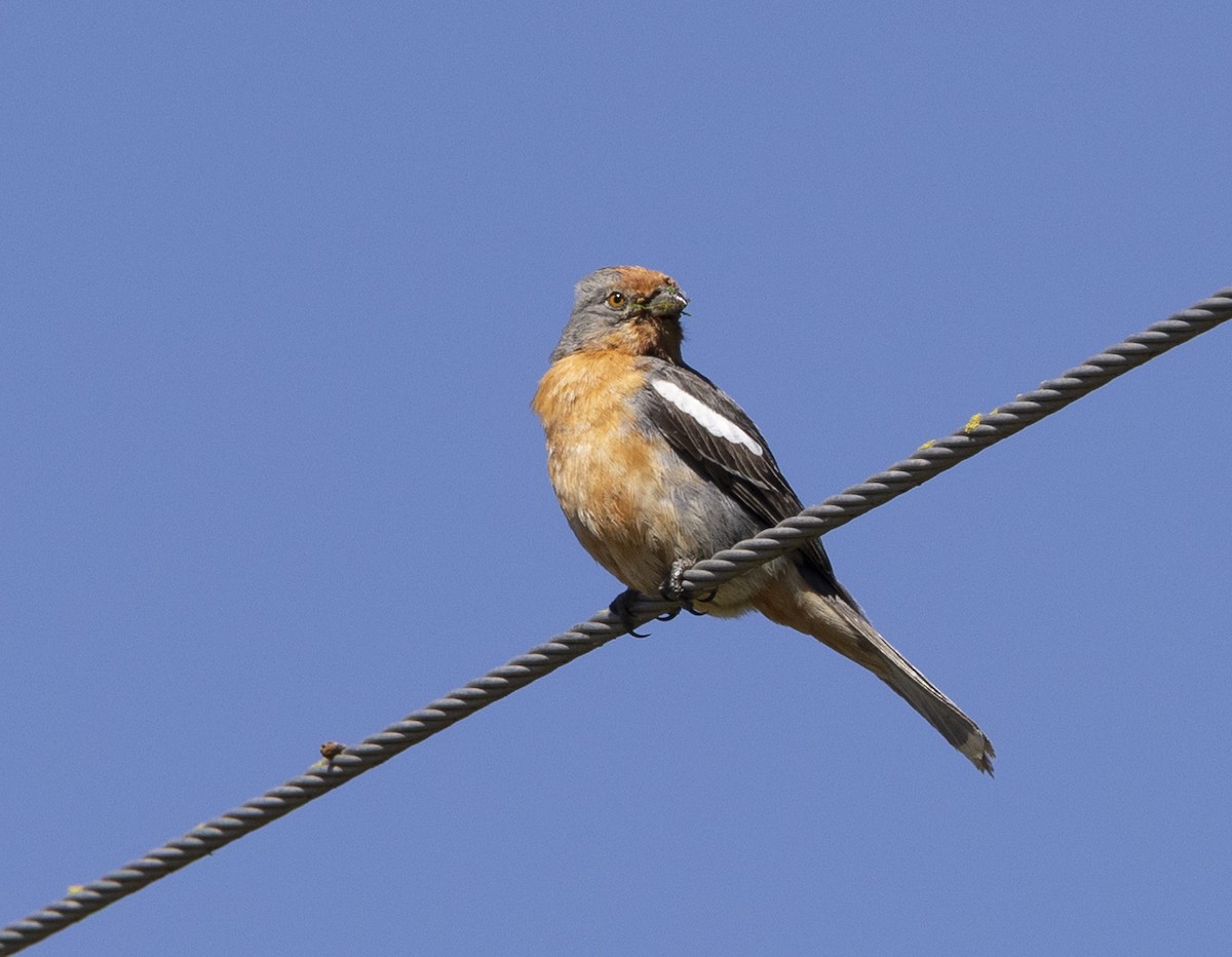 bylinorubec bělopásý - ML646847977