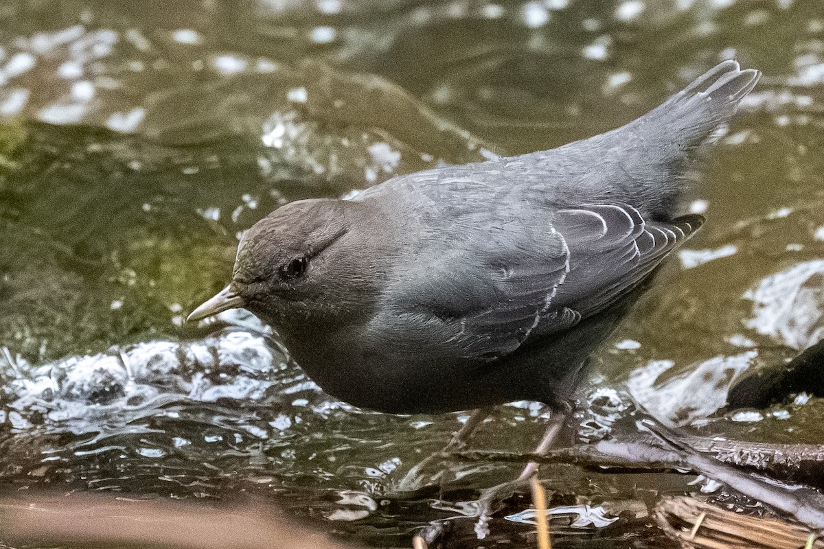 American Dipper - ML646847981