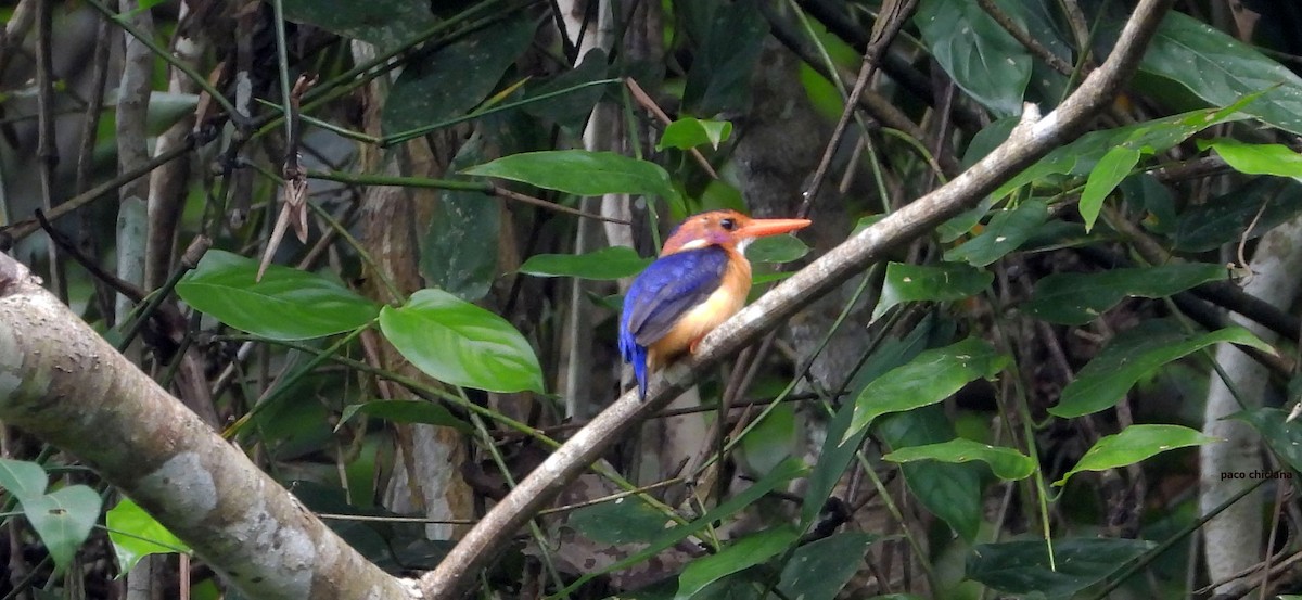 African Pygmy Kingfisher - ML646847983