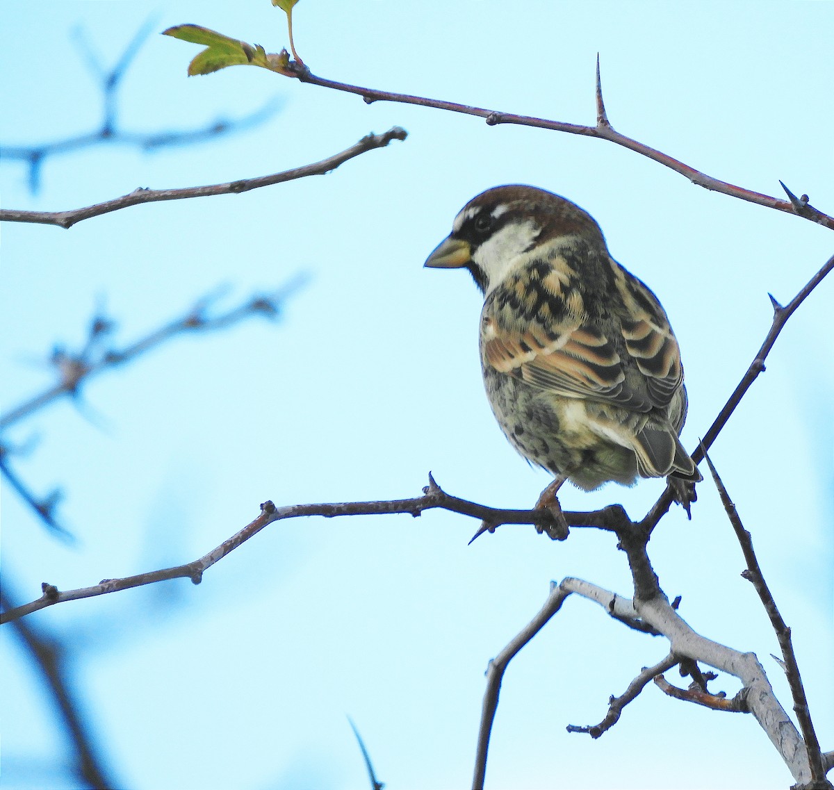 Spanish Sparrow - ML646847984