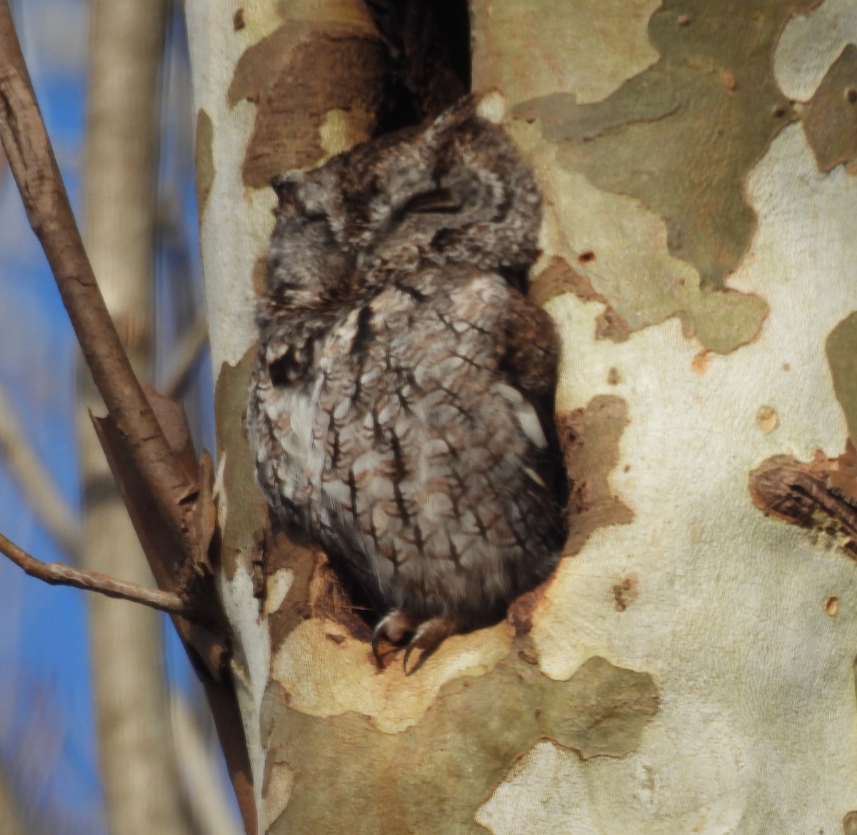 Ostkreischeule - ML646847985