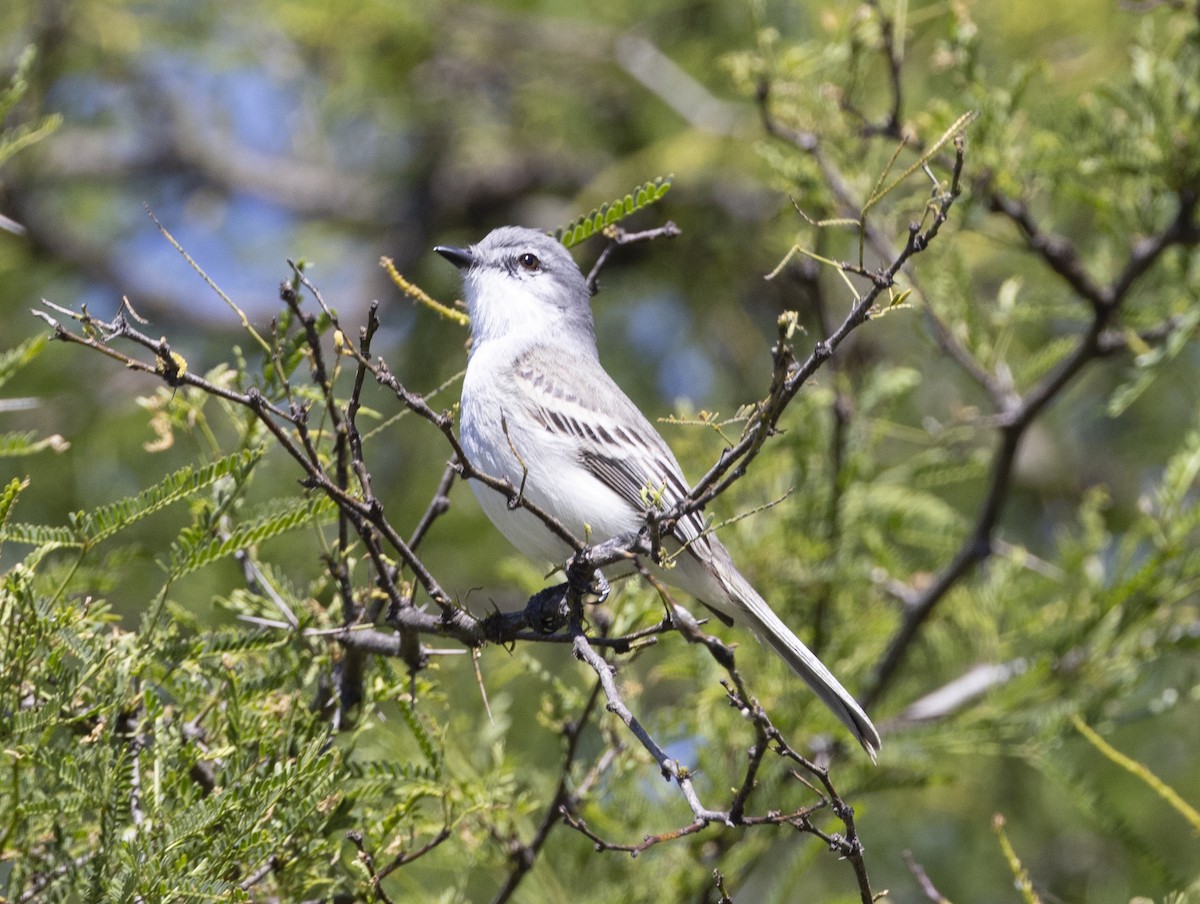 Suiriri Flycatcher - ML646847987