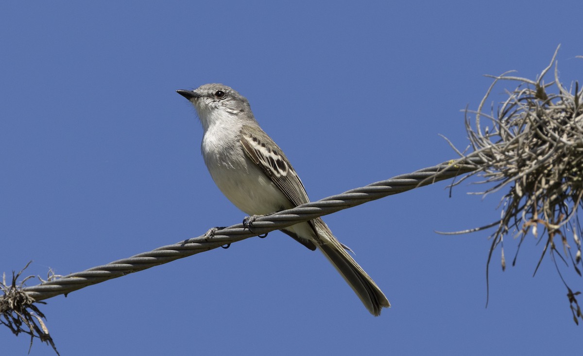 Suiriri Flycatcher - ML646847988