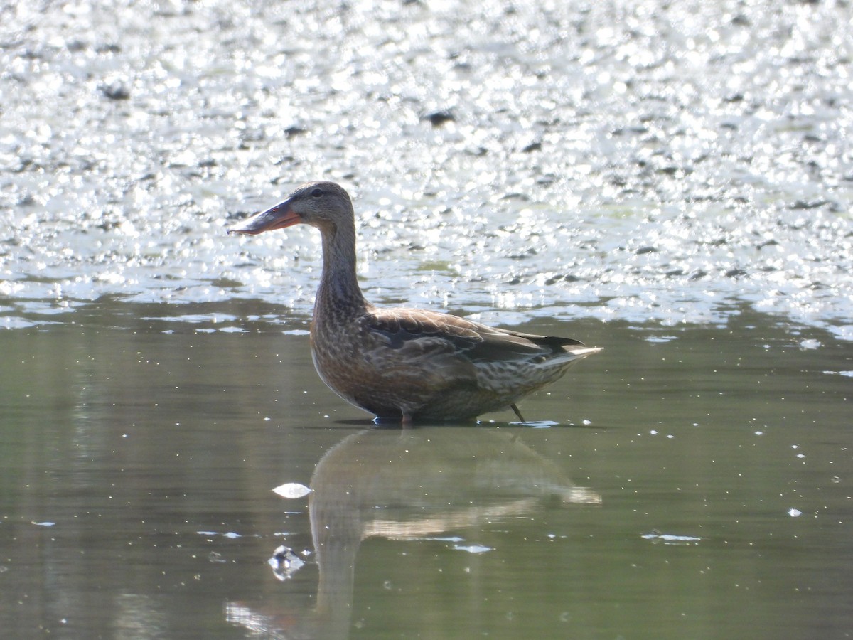 Northern Shoveler - ML646847989