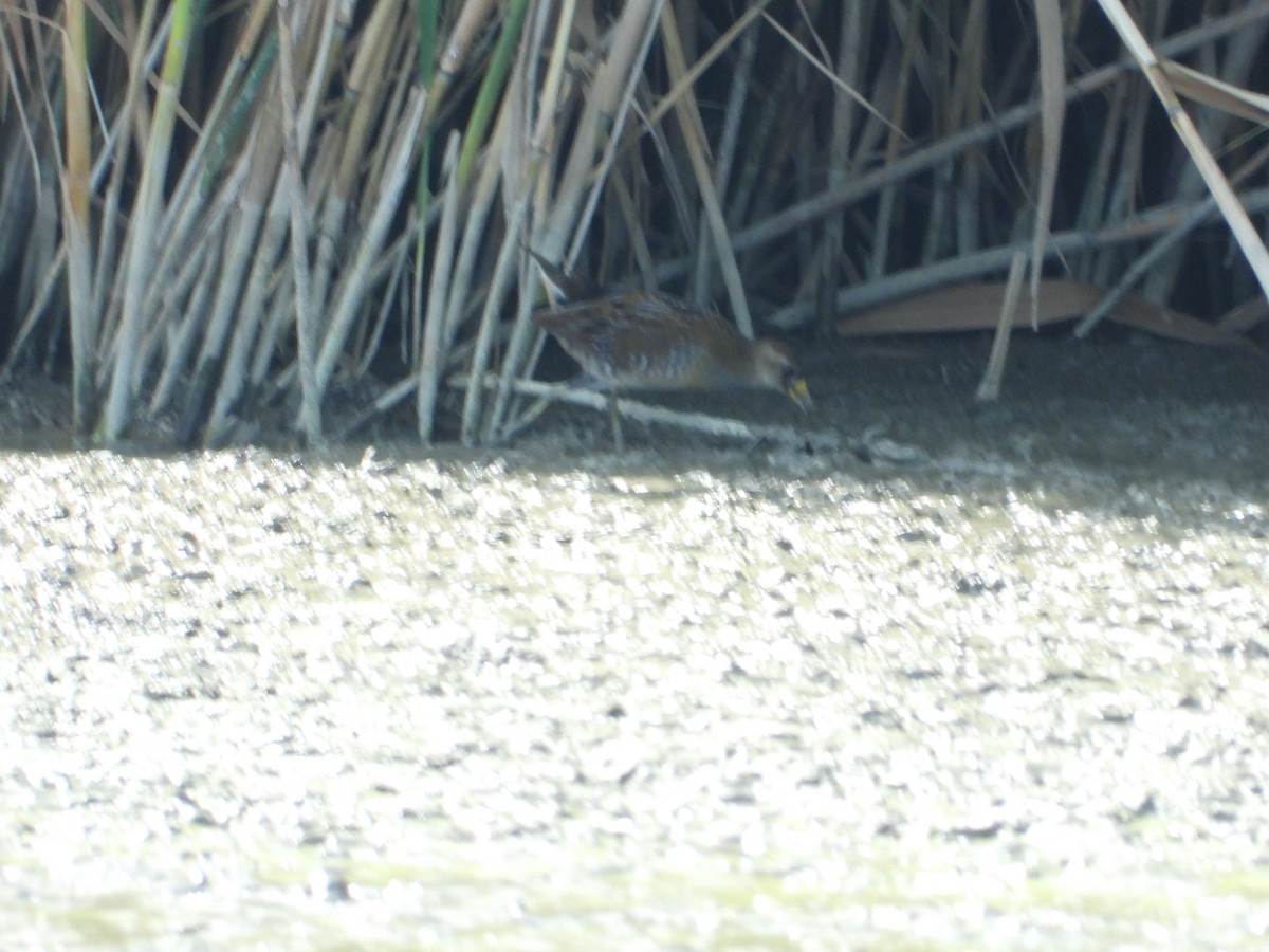 Polluela Sora - ML646847992