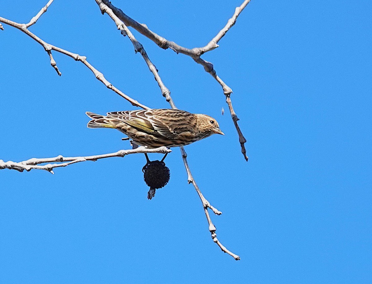 Pine Siskin - ML646847996