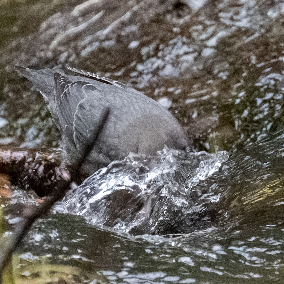 American Dipper - ML646848003