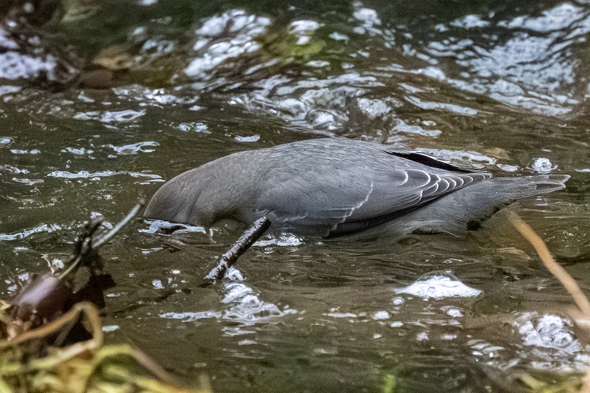 American Dipper - ML646848004
