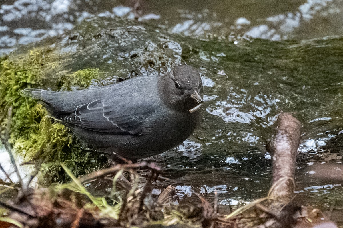 American Dipper - ML646848006