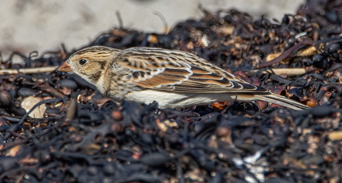 Plectrophane lapon - ML646848007