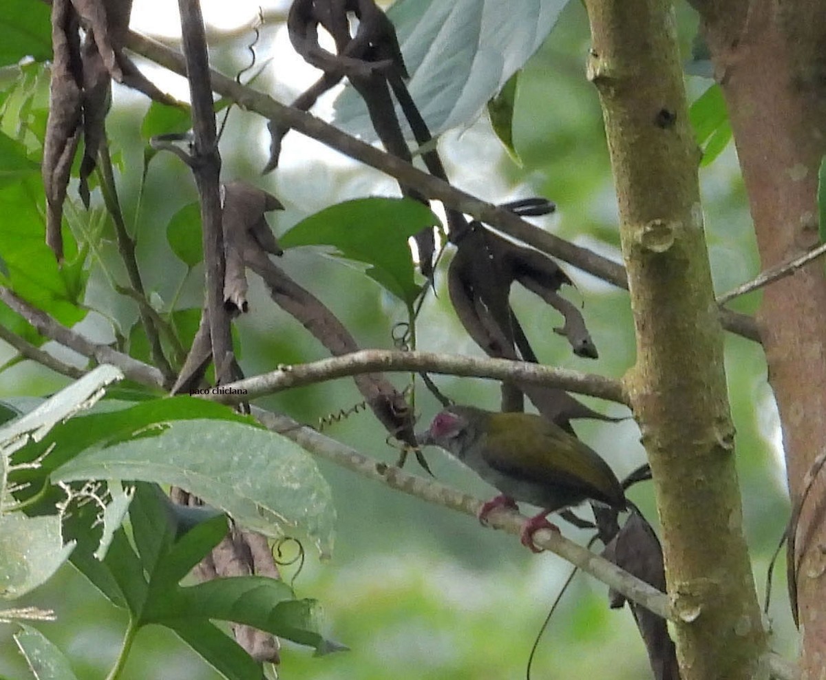 African Piculet - ML646848009