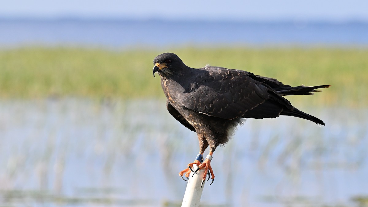 Snail Kite - ML646848010