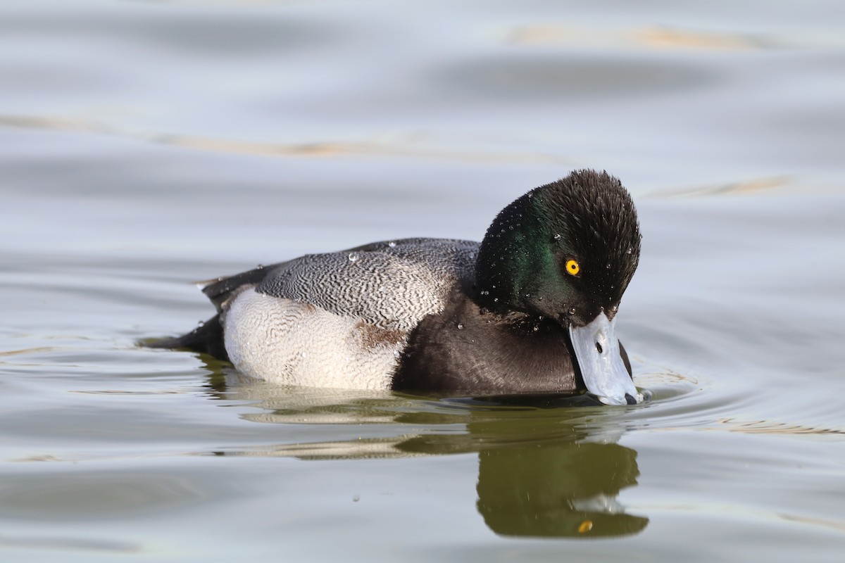 コスズガモ - ML646848011