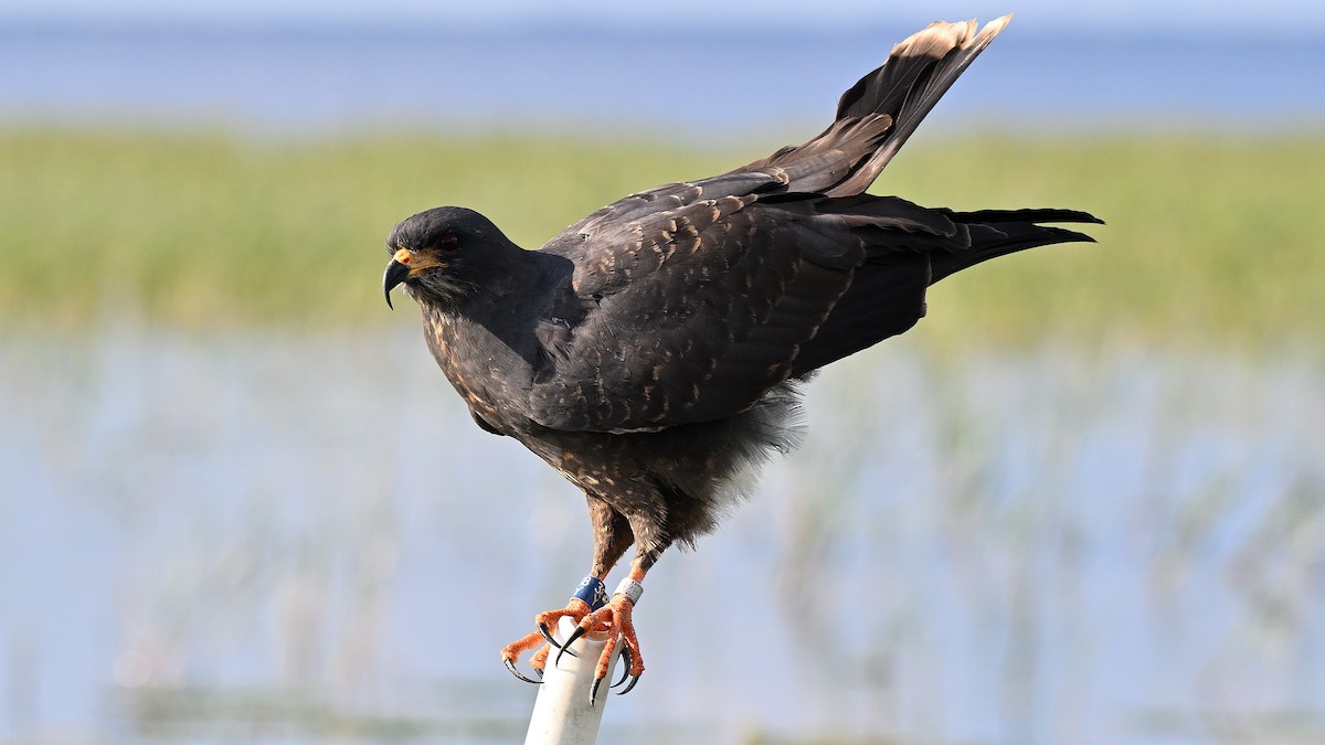 Snail Kite - ML646848012