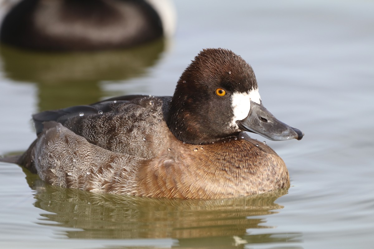 コスズガモ - ML646848022