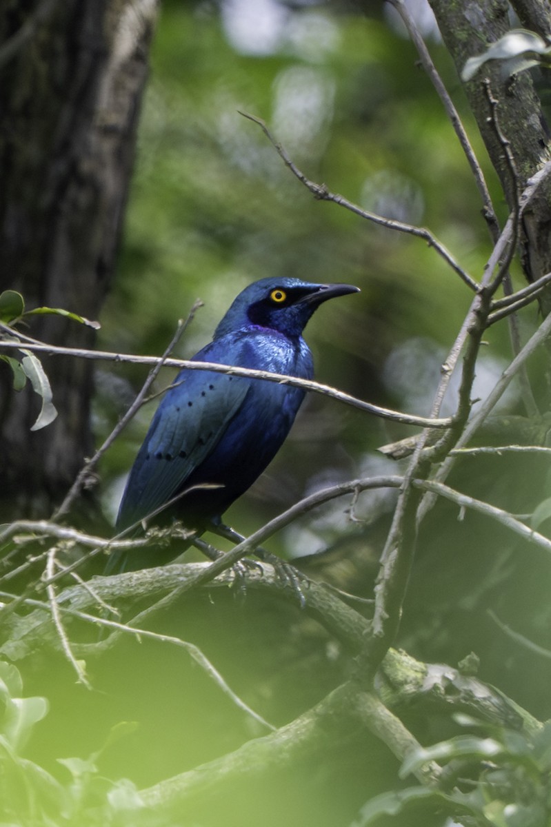 Greater Blue-eared Starling - ML646848023