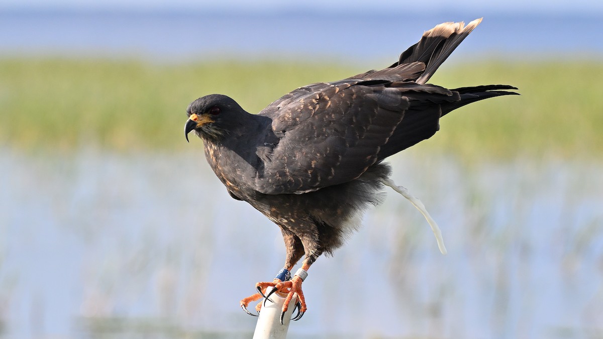 Snail Kite - ML646848026