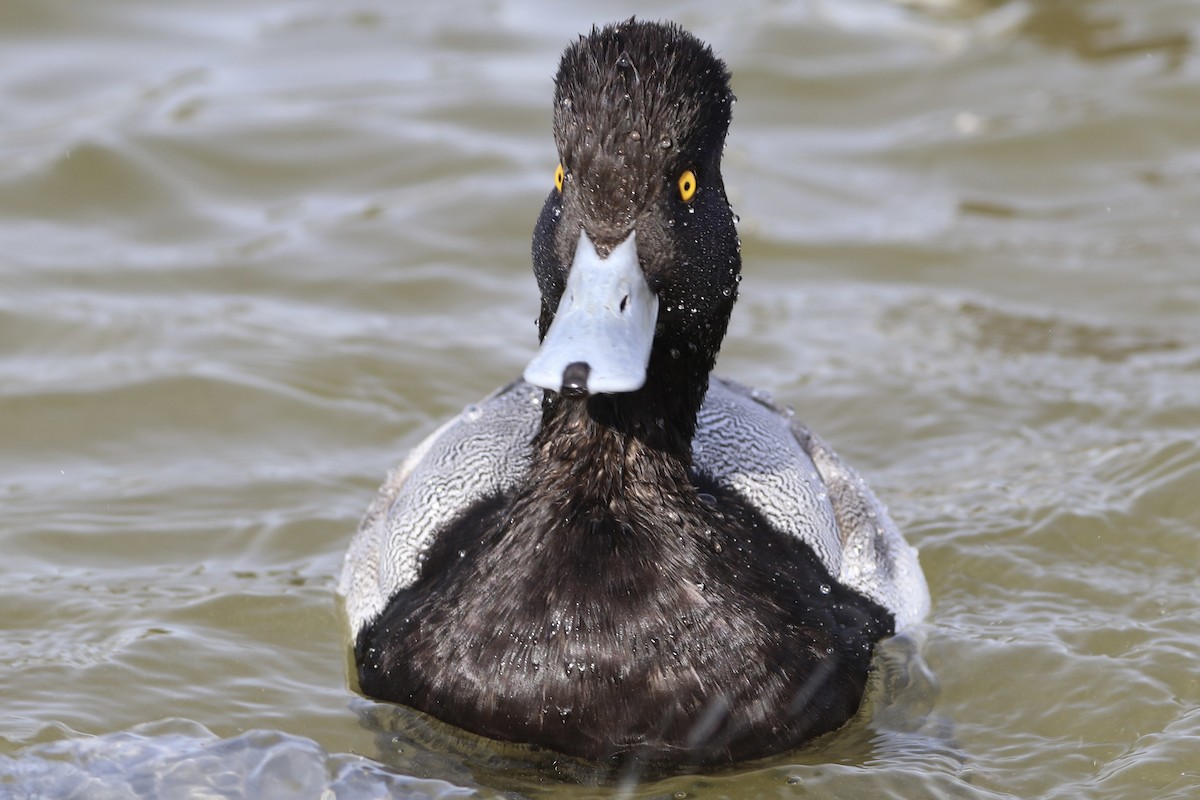 コスズガモ - ML646848027