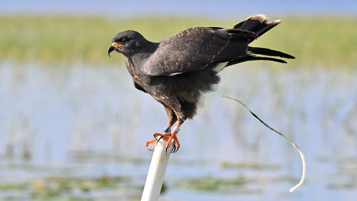 Snail Kite - ML646848028