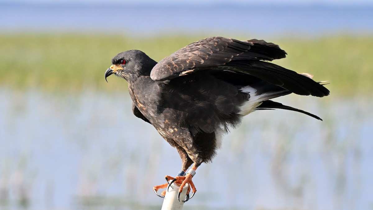 Snail Kite - ML646848031