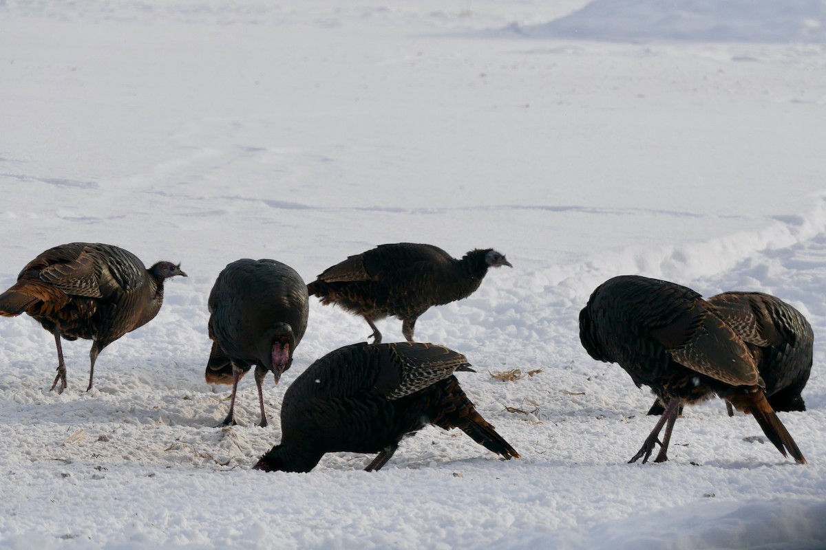 הודן בר - ML646848032