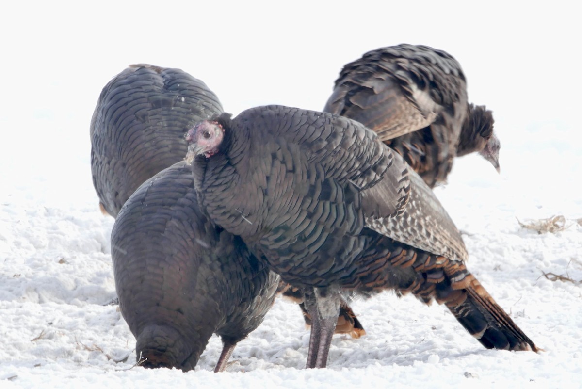 הודן בר - ML646848033