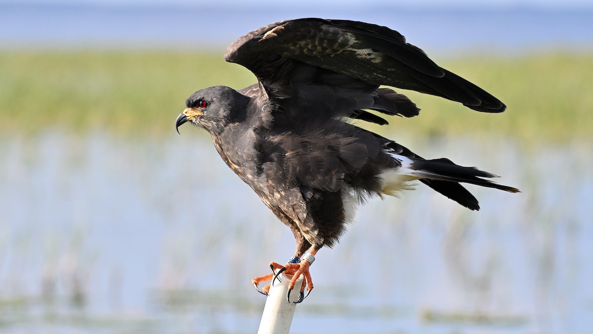 Snail Kite - ML646848034