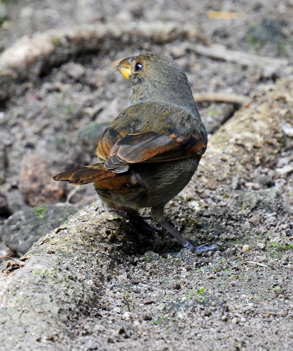 Lesser Antillean Bullfinch - ML646848040