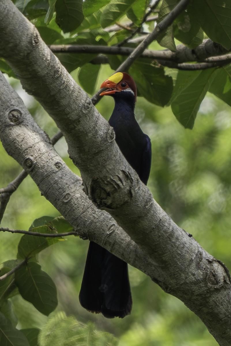 Violet Turaco - ML646848043