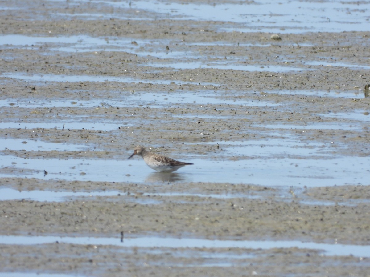 White-rumped Sandpiper - ML646848044