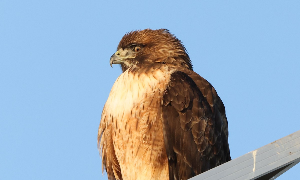 Red-tailed Hawk - ML646848049