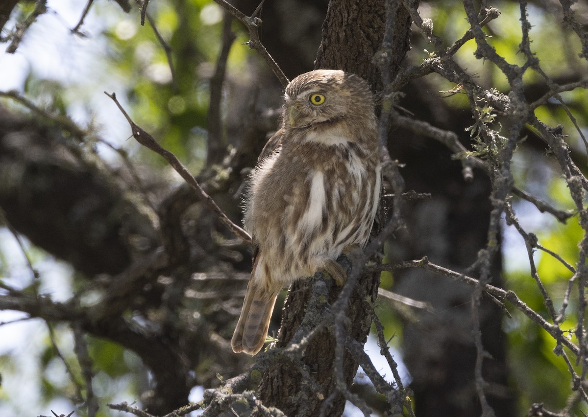 kulíšek brazilský - ML646848053