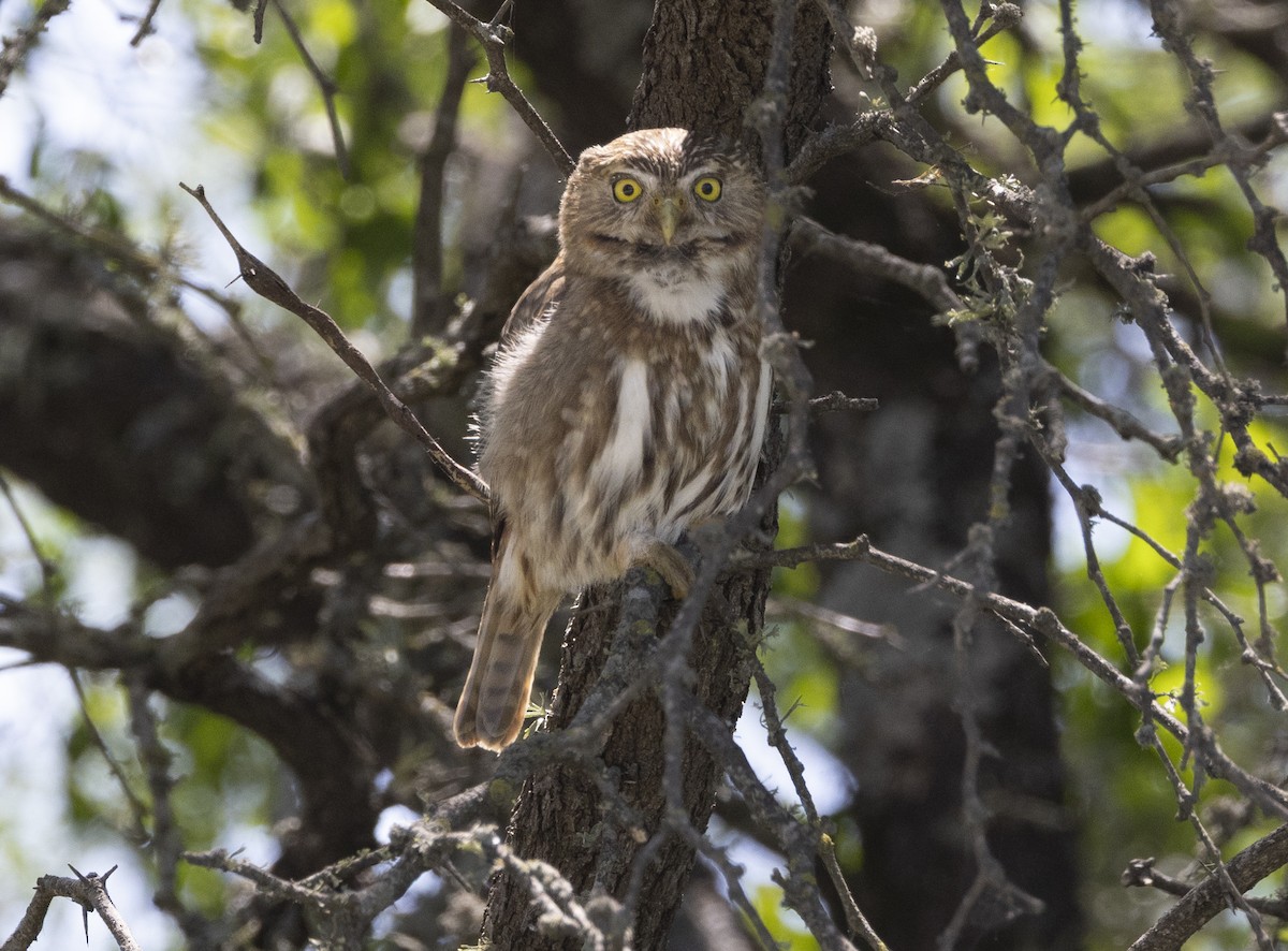 kulíšek brazilský - ML646848054