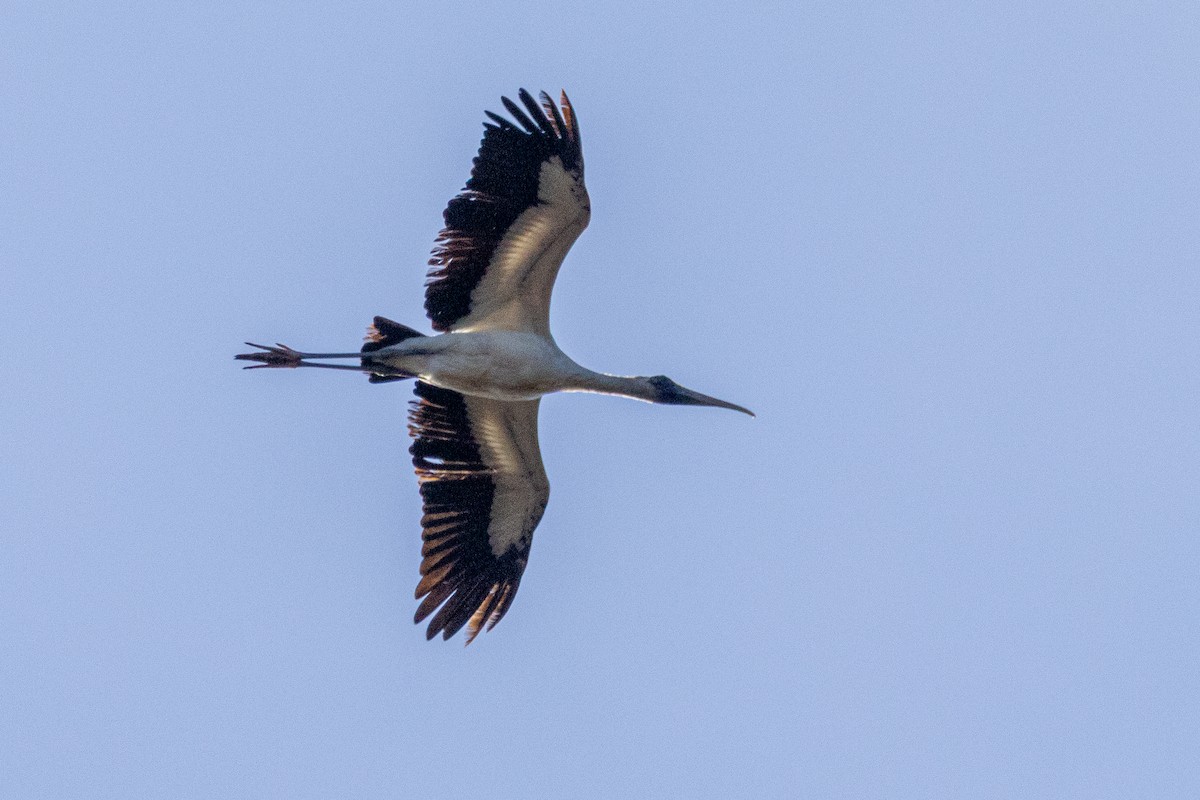 Tantale d'Amérique - ML646848055