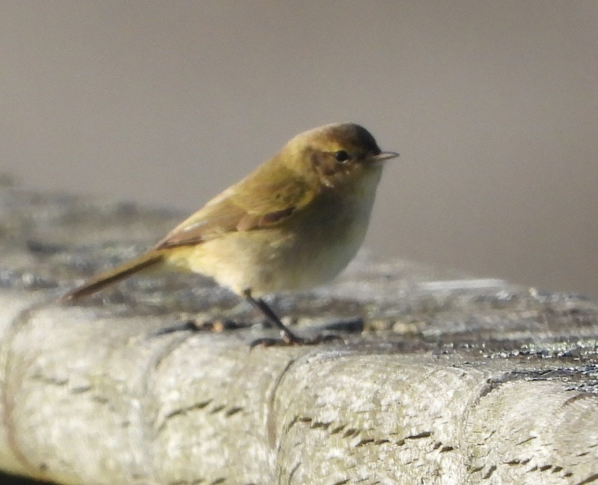 Txio arrunta - ML646848056