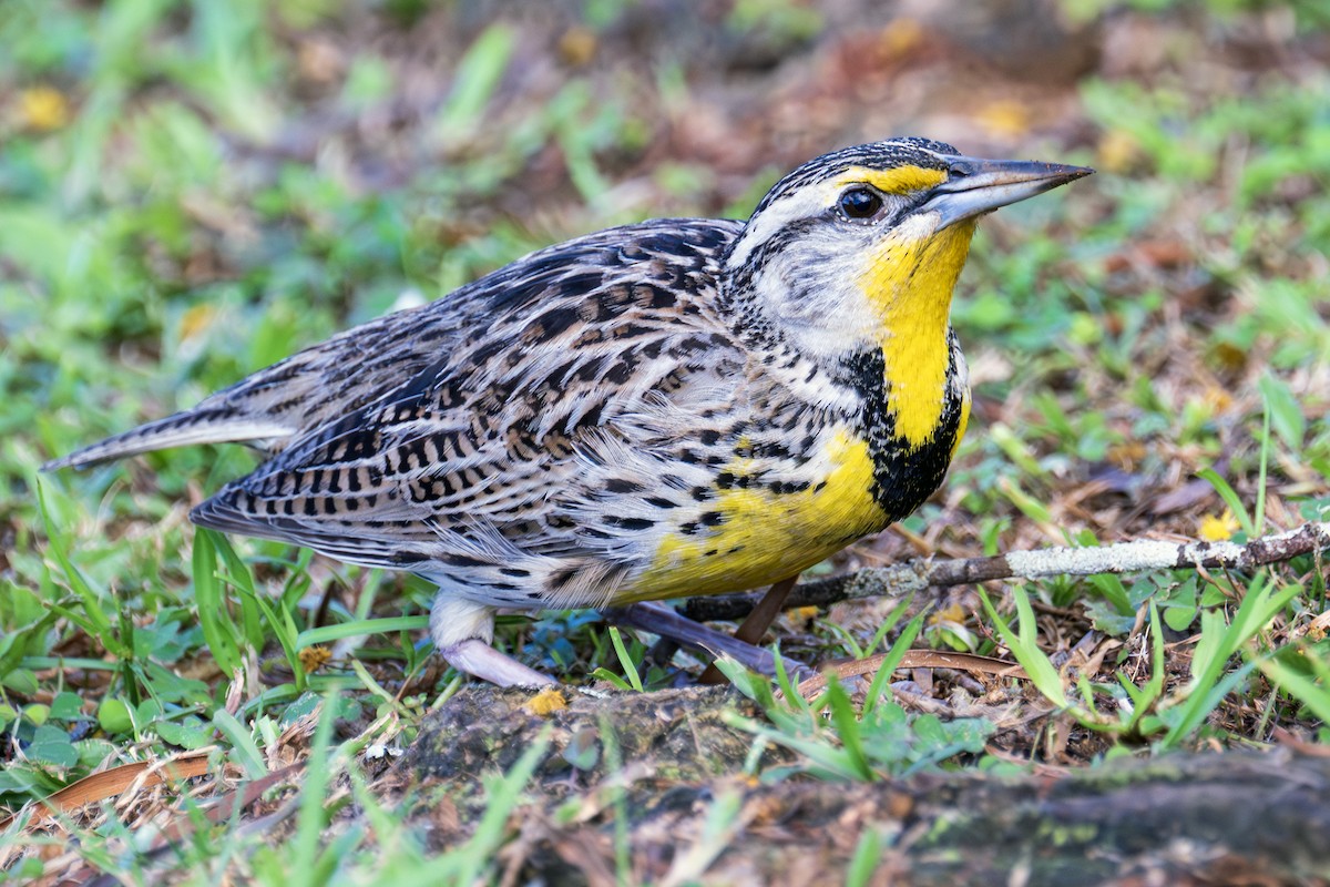 Western Meadowlark - ML646848058
