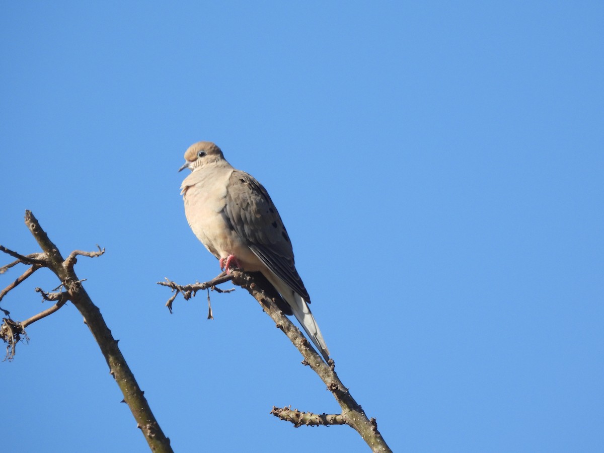 ナゲキバト - ML646848060