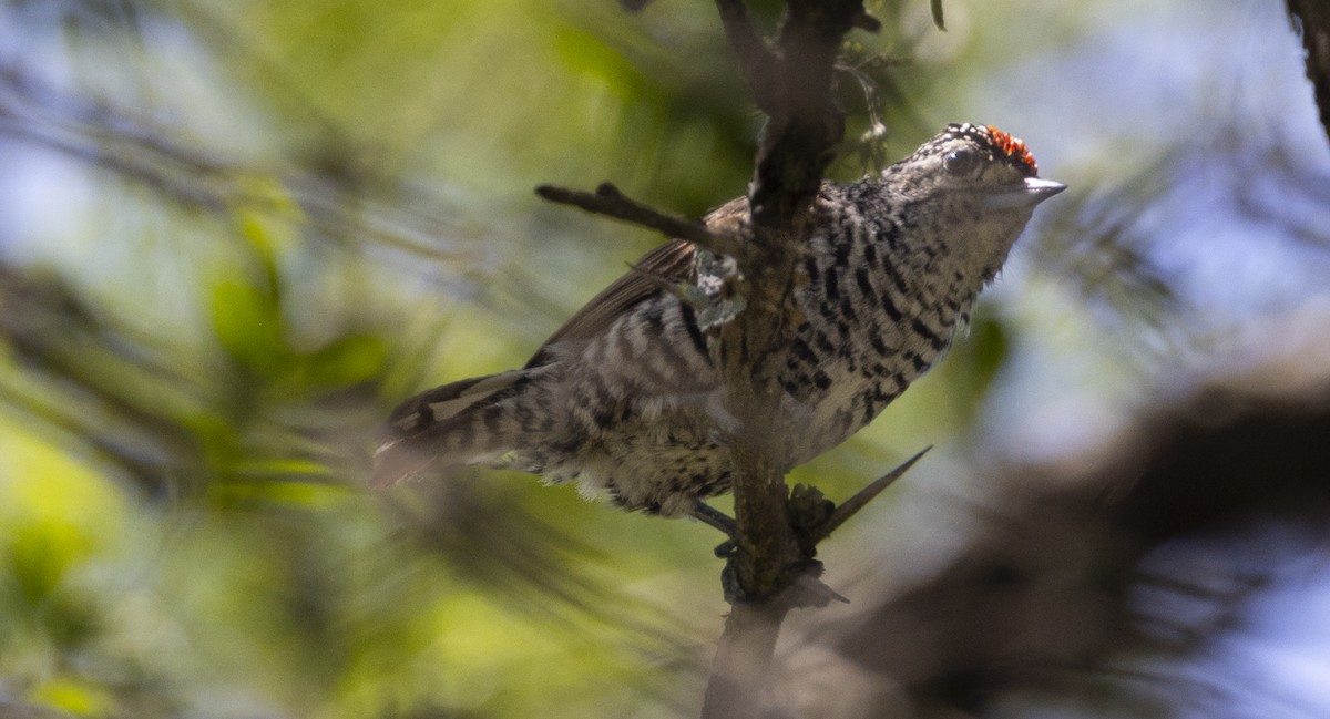 Zebrazwergspecht - ML646848063