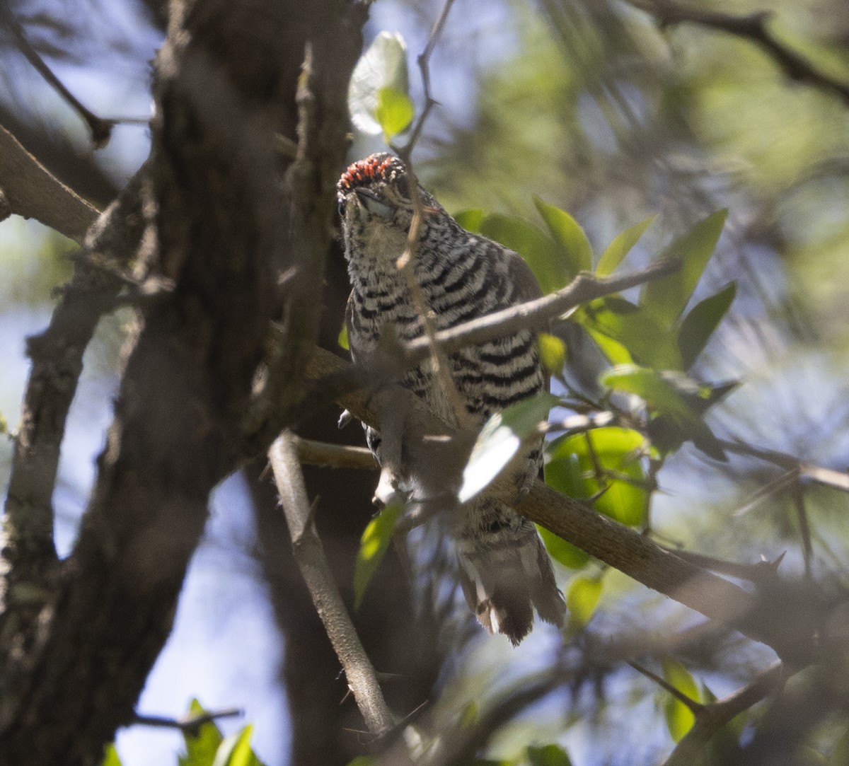 Zebrazwergspecht - ML646848064