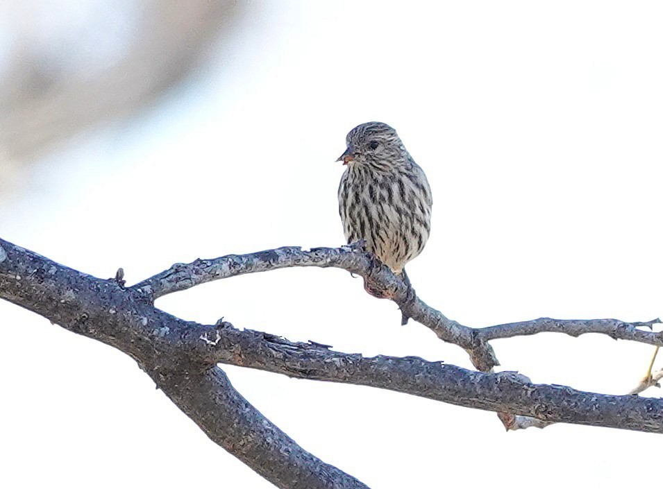 Pine Siskin - ML646848066