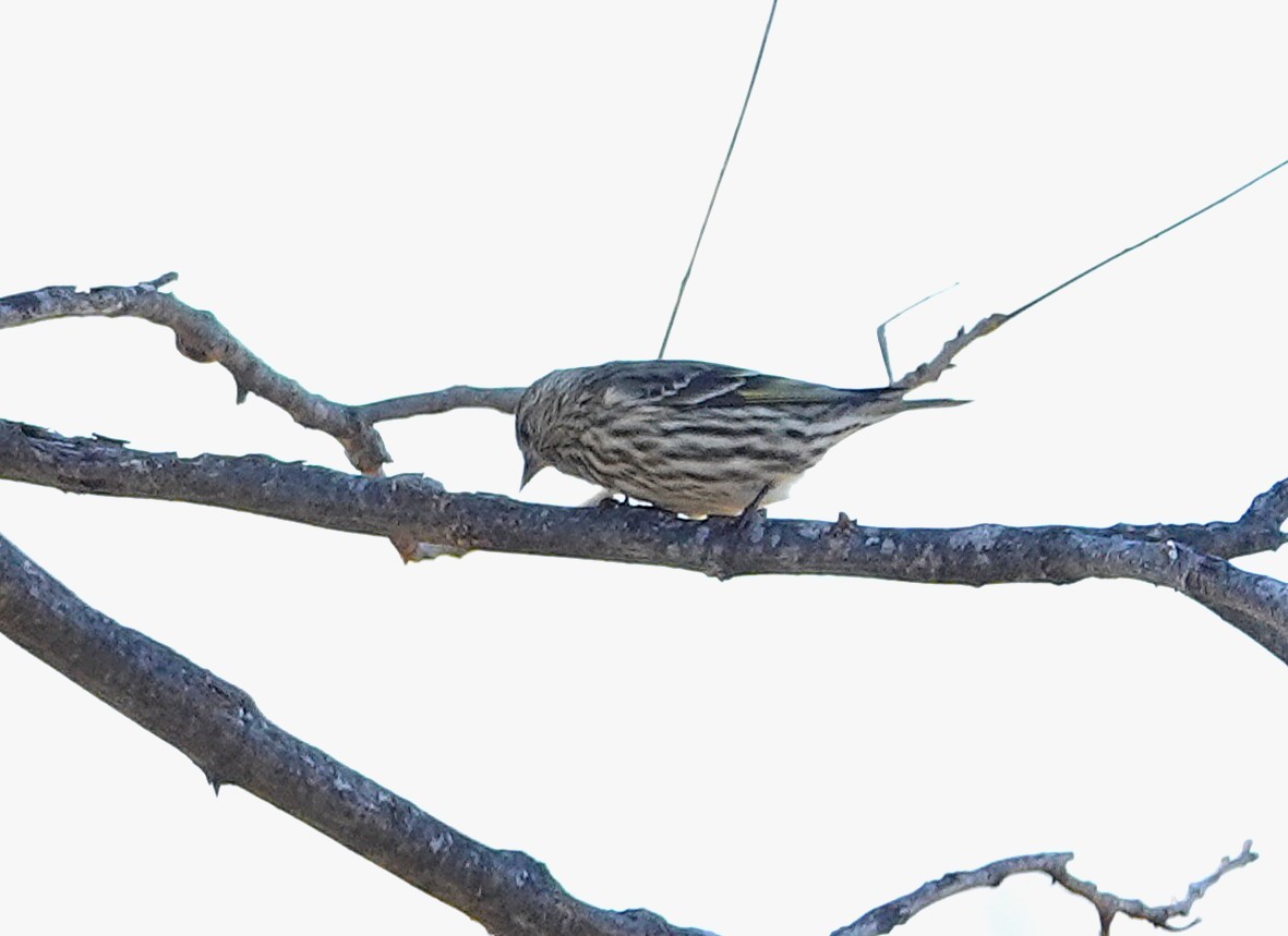 Pine Siskin - ML646848070