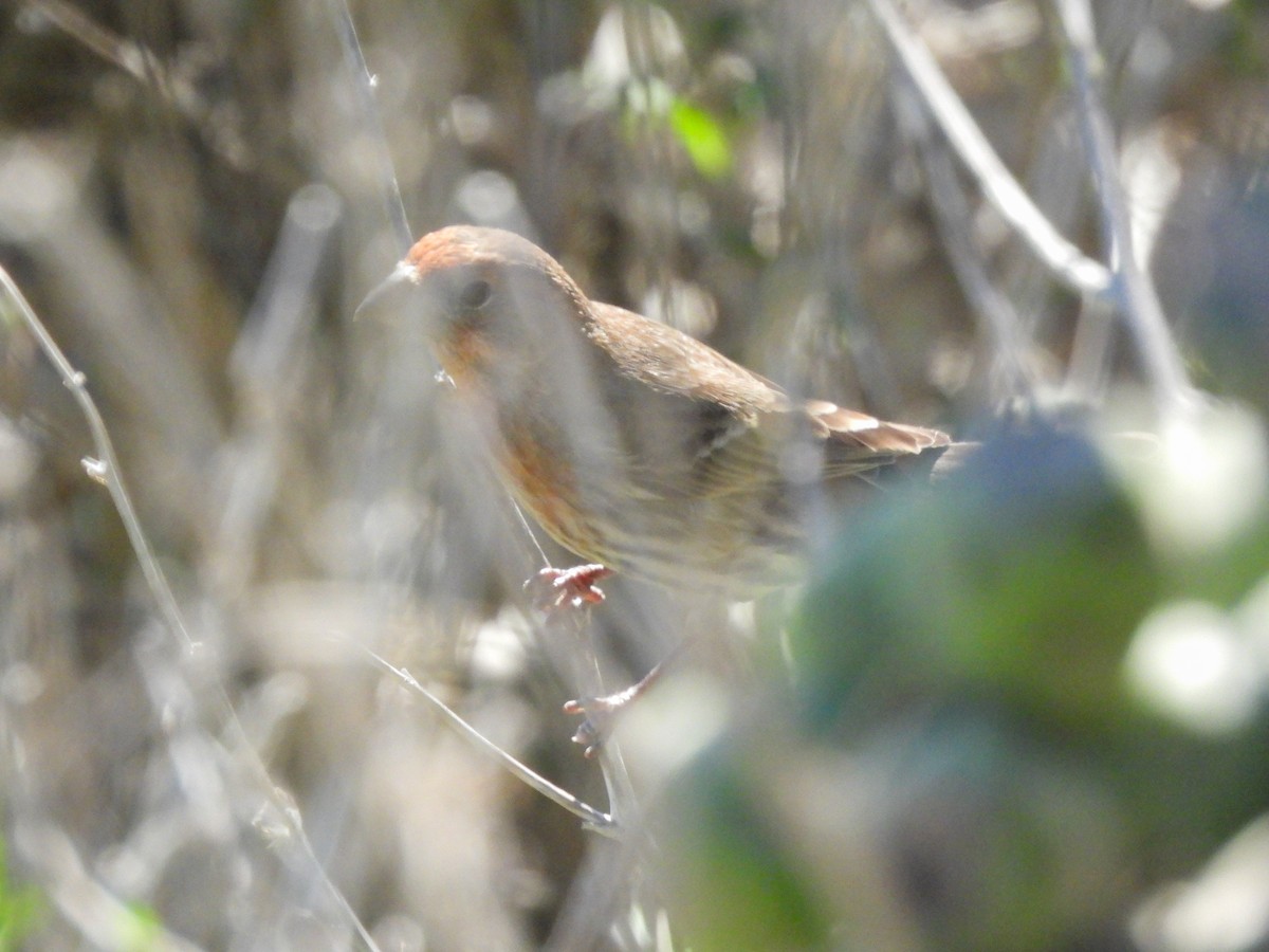 House Finch - ML646848072