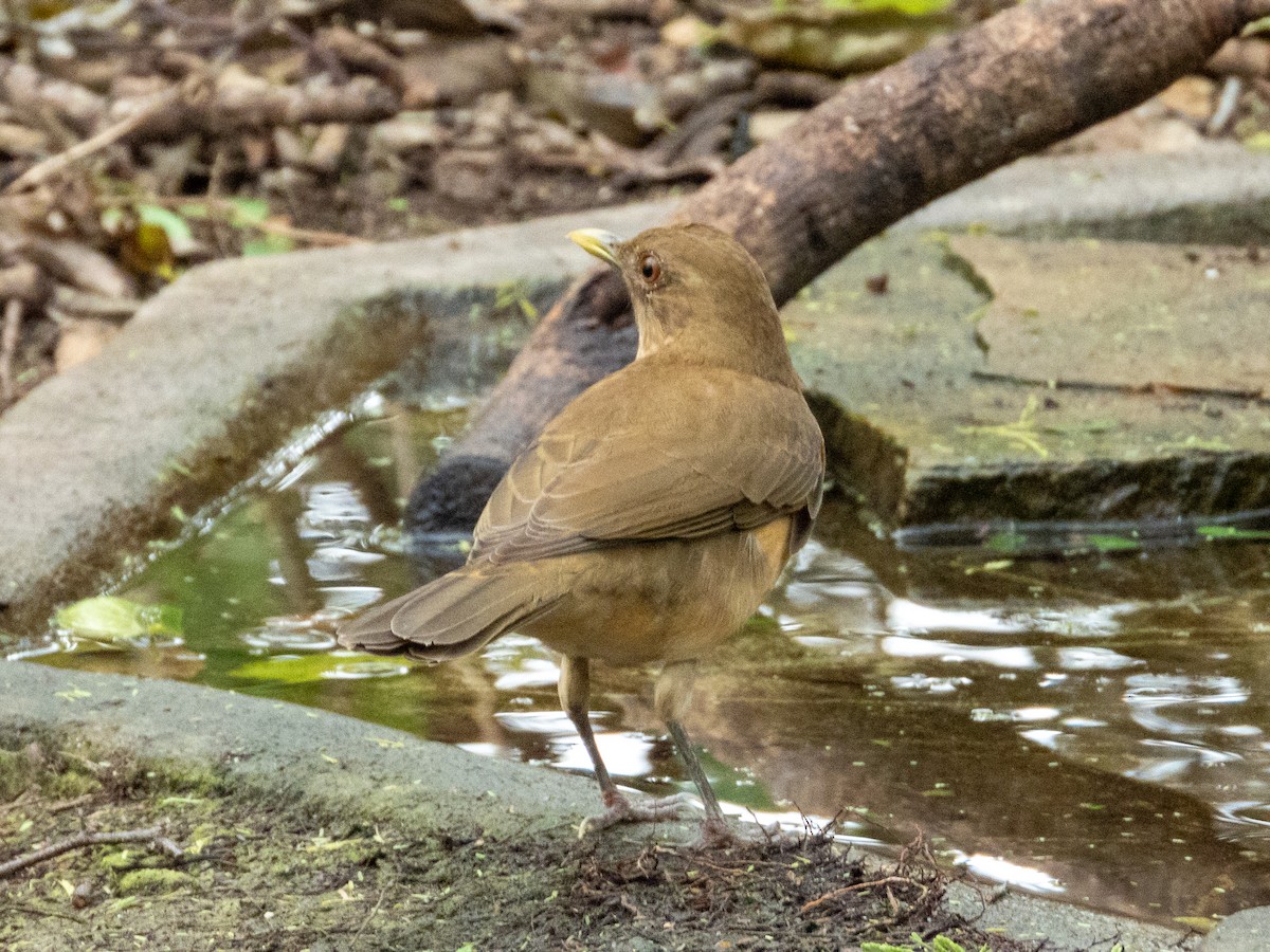 Merle fauve - ML646848073