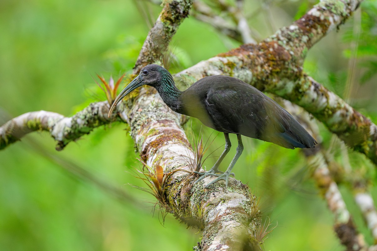 ibis zelený - ML646848074