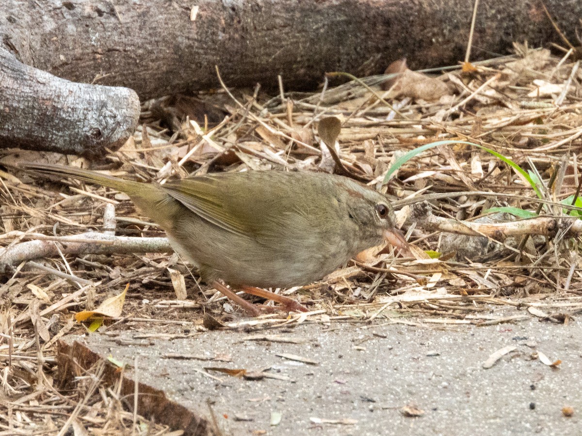 Cerquero Oliváceo - ML646848092