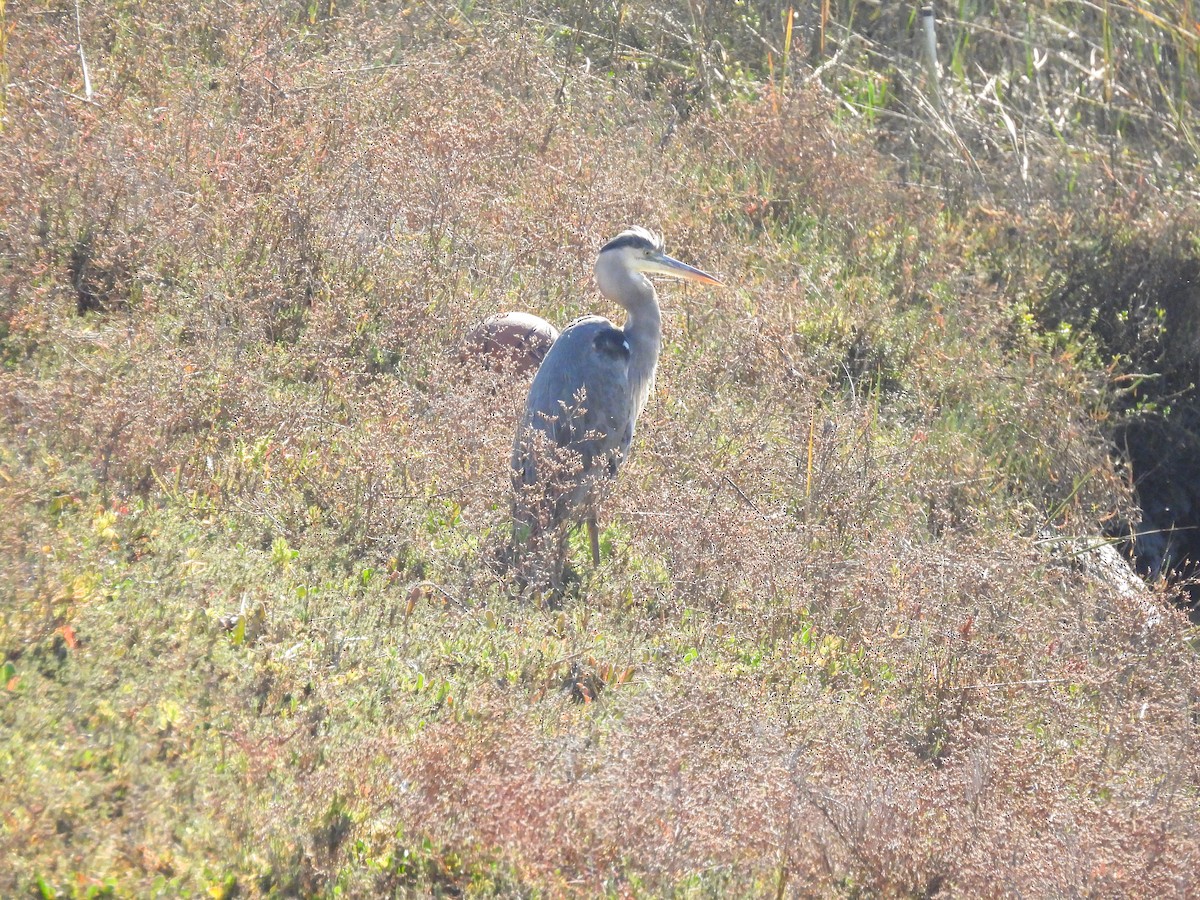 Great Blue Heron - ML646848093